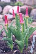Tulipany Scarlet Baby